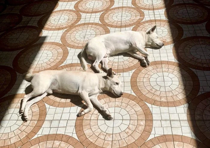 Забавные пёсили