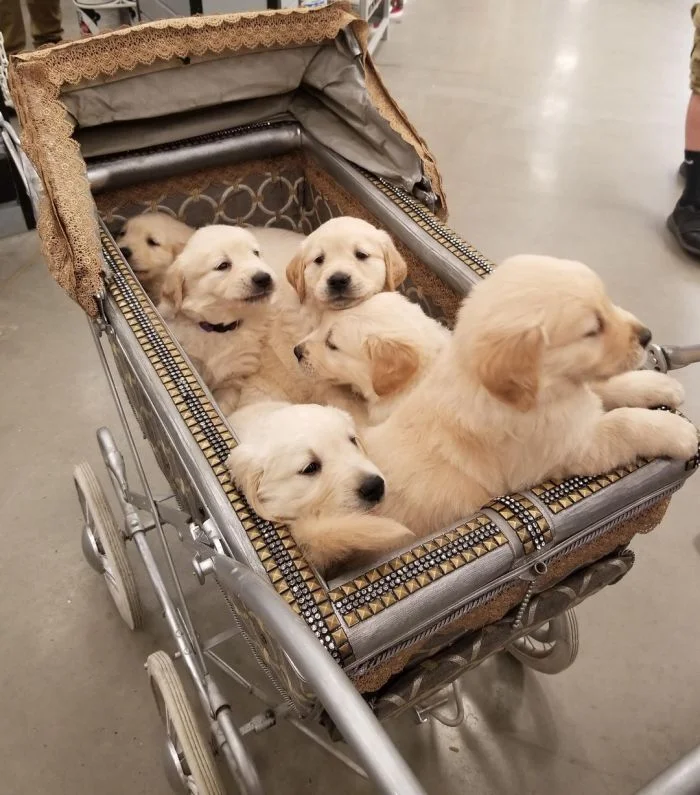 Забавные пёсили