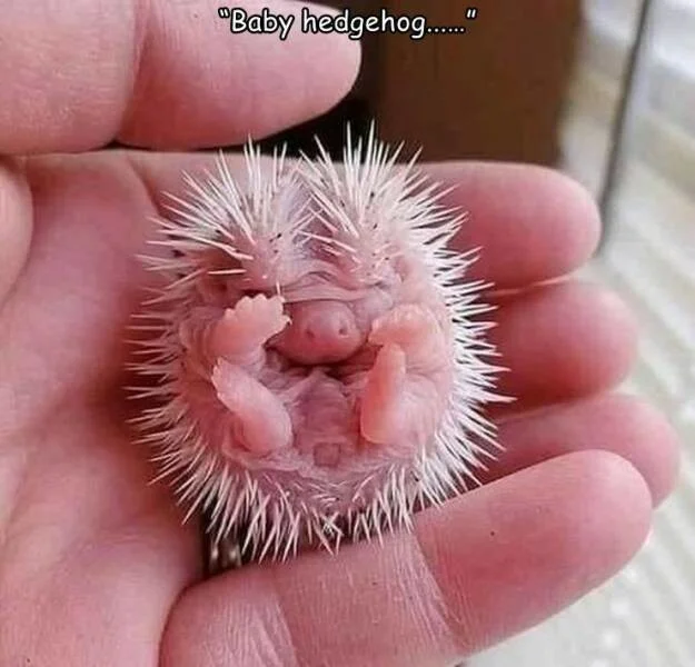 Намешалось