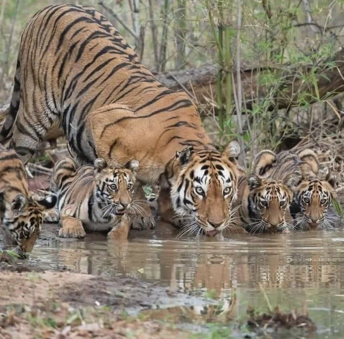 Намешалось