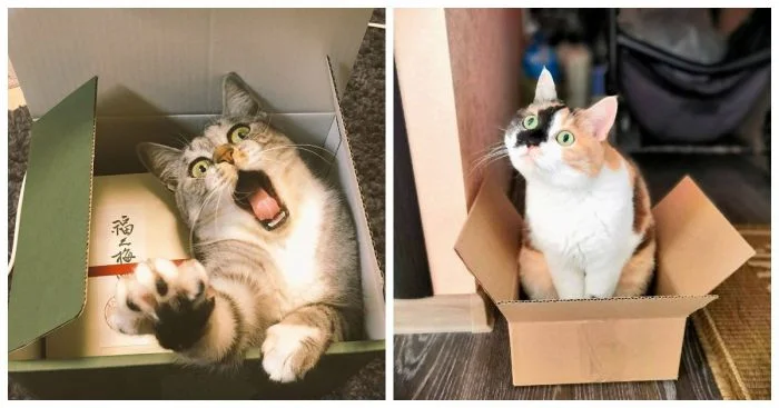 Идеальные контейнеры для духовных спутников жизни