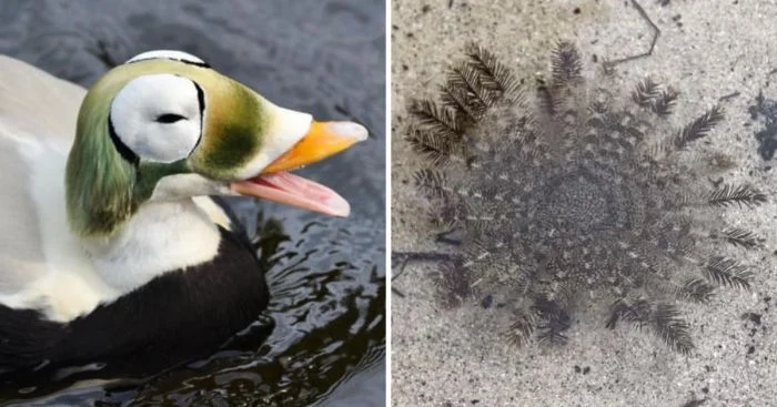 Интернет-герои: 20 случаев, когда эксперты помогли распутать загадки неведомых зверушек