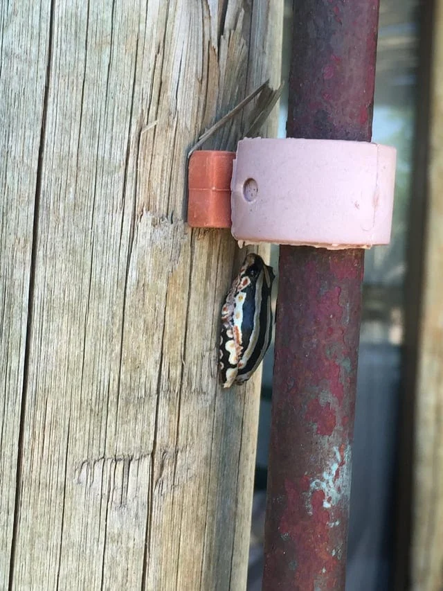 Интернет-герои: 20 случаев, когда эксперты помогли распутать загадки неведомых зверушек