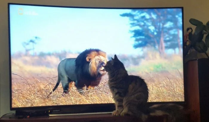 На общую тему