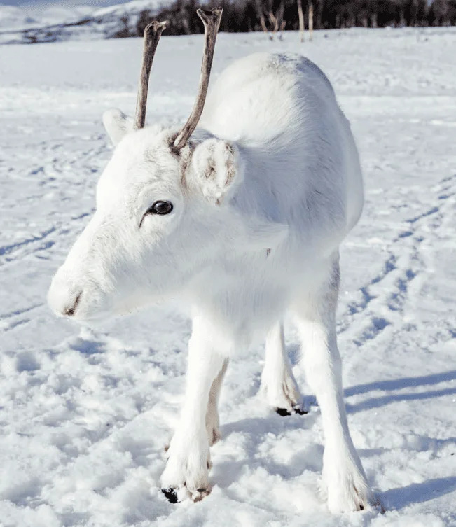 Путешествие по Норвегии: 20 захватывающих фотографий, раскрывающих уникальность этой страны