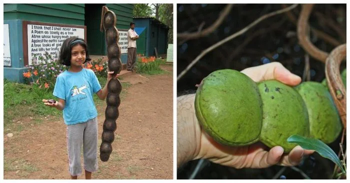 Путешественники сновидений: бобы в поисках своего идеального места