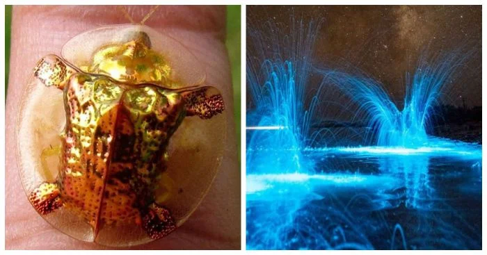 Магия реальности: 17 потрясающих изображений