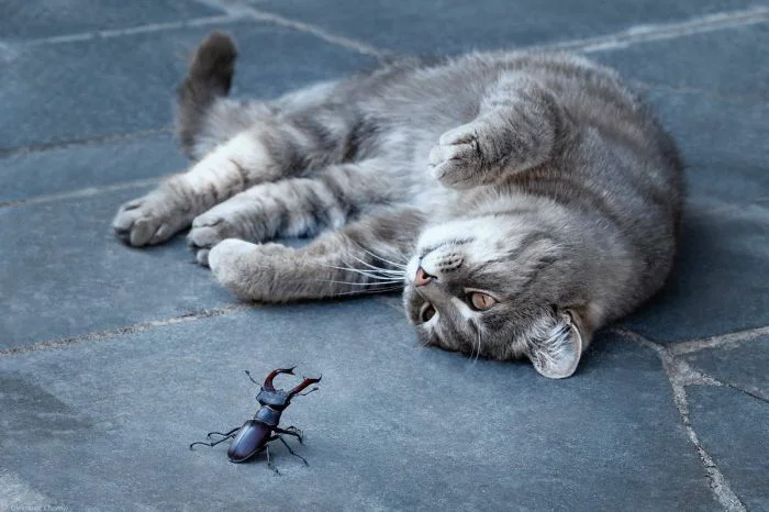 На общую тему