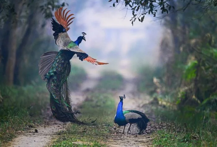 Всё вразнобой