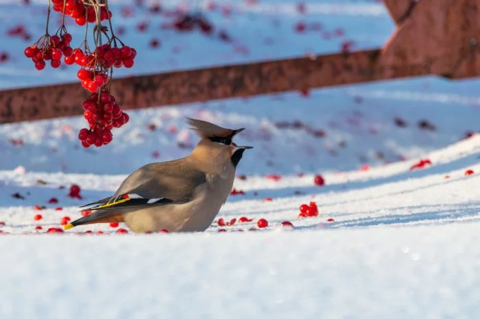 На общую тему