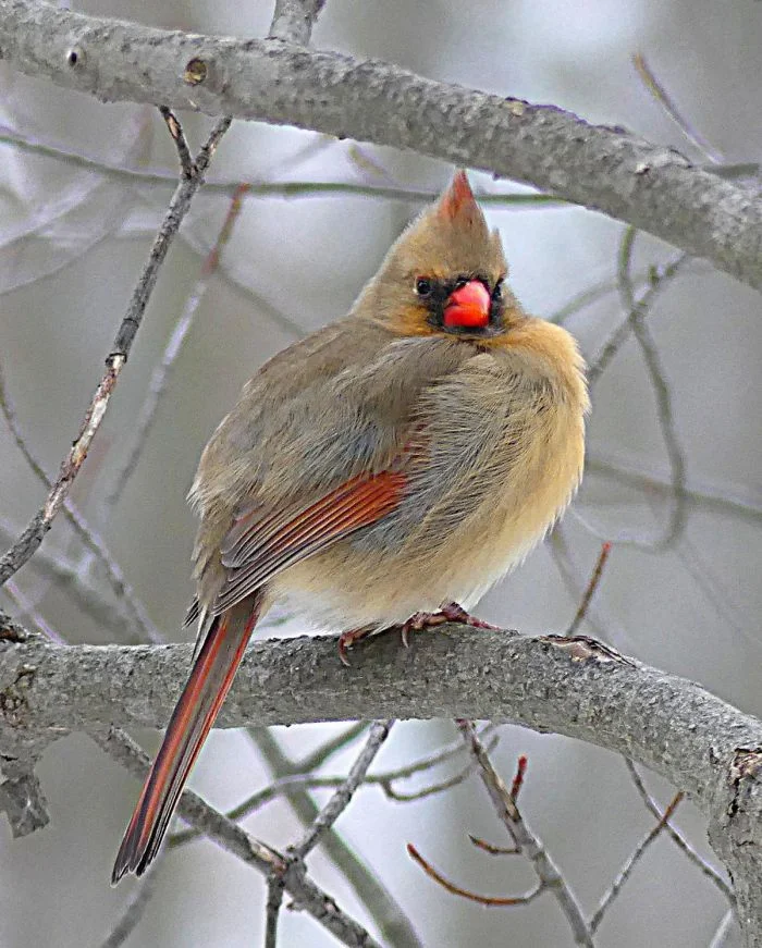 Всё вразнобой