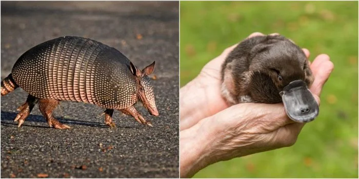 Фактория природы: 30 увлекательных фактов о животных, которые заставят вас удивиться