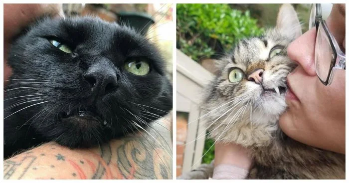 Чертята с пушистым хвостом