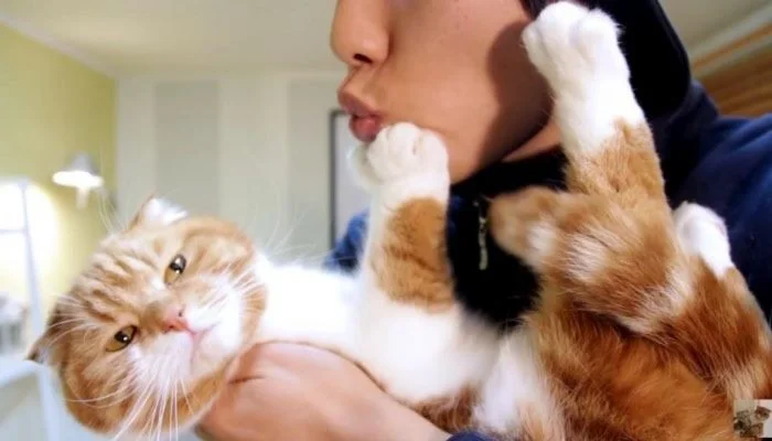 Чертята с пушистым хвостом