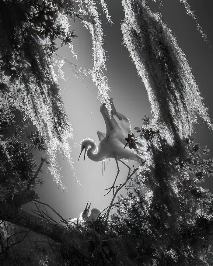 Исключительная монохромная красота: 30 фотографий с конкурса Monochrome Photography