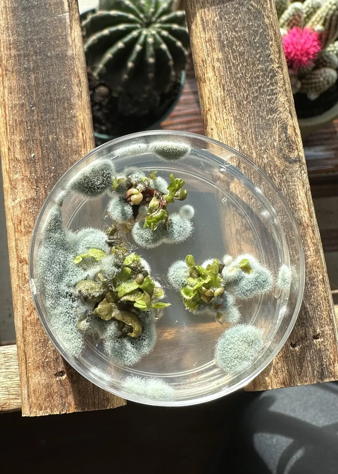 13 историй о людях, нашедших удивительную плесень после долгого забвения