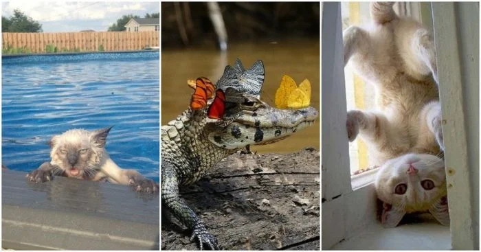 25 фотографий, убедительно демонстрирующих сходство животных с людьми
