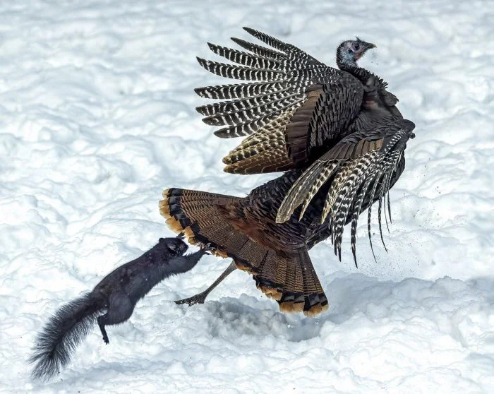 На общую тему