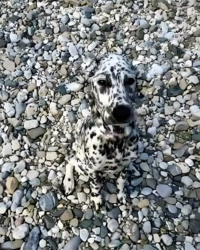 Намешалось