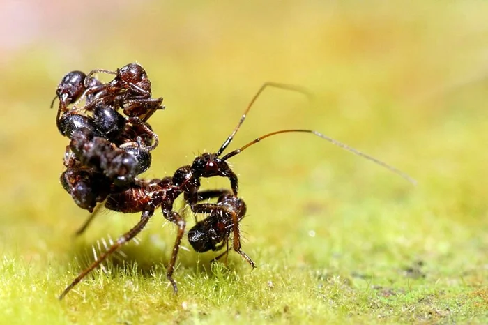 Когда смерть становится повелителем: воздействие прихода сборщика тел на муравейник