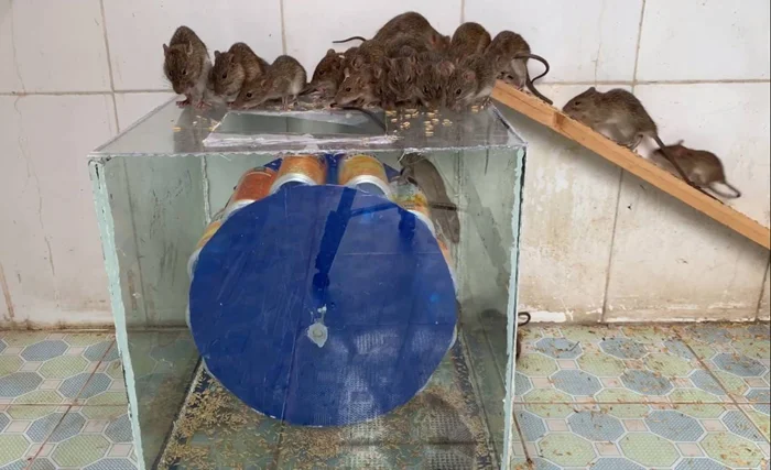 Города-колыбели для крыс: анализ, в каких местах их популяция превышает человеческую