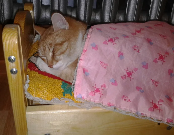 Секреты сна в животном мире: топ-5 спящих чемпионов и неожиданный лидер