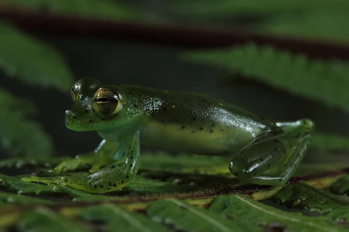 Лягушка-прозрачник: Загадка ее прозрачного тела и зеленых костей
