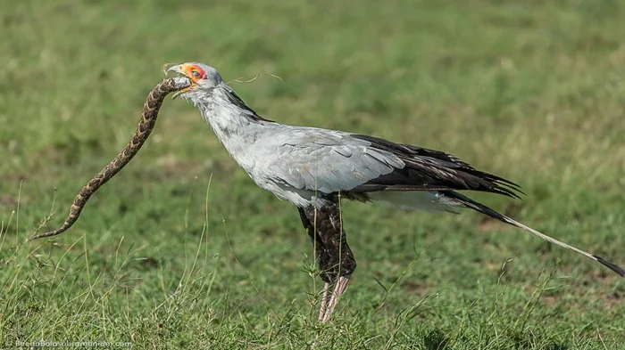 Птица, которая пугает даже чёрную мамбу: Главный страх африканских змей