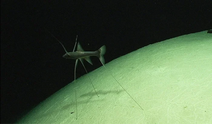 Океанские глубины: Разгадка тайн «пустыни из праха» и других уровней океана