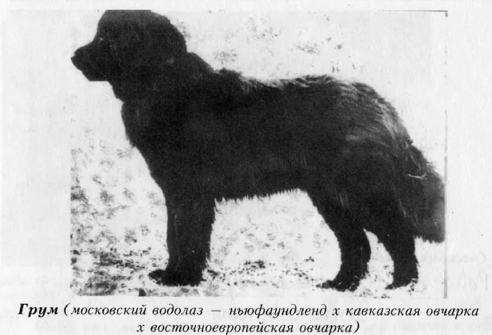 Неудачный проект советских кинологов