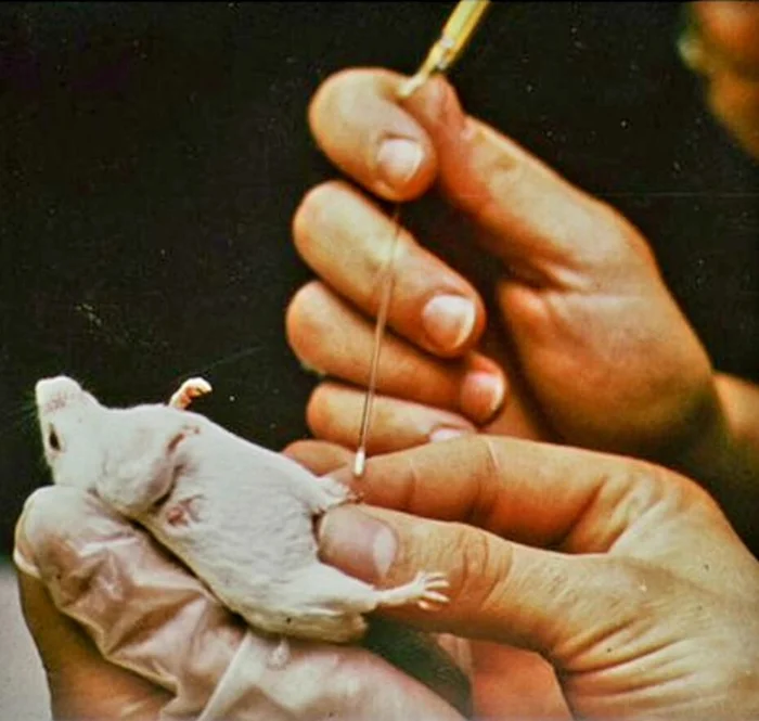 Дорогой рацион: почему литр мышиного молока стоит 2 млн рублей и кому его действительно дают?