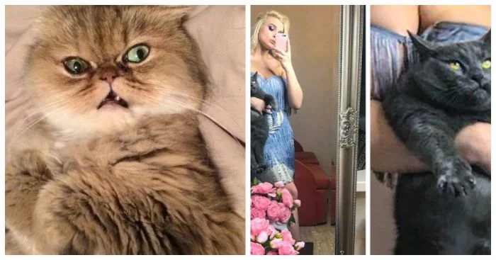 Неудачные кадры: 17 котиков, попавших в самые нелепые ситуации