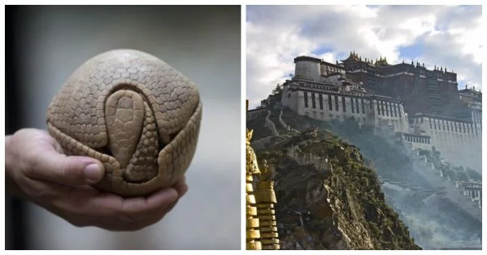 Открытия в картинках: 13 увлекательных изображений для любознательных глаз