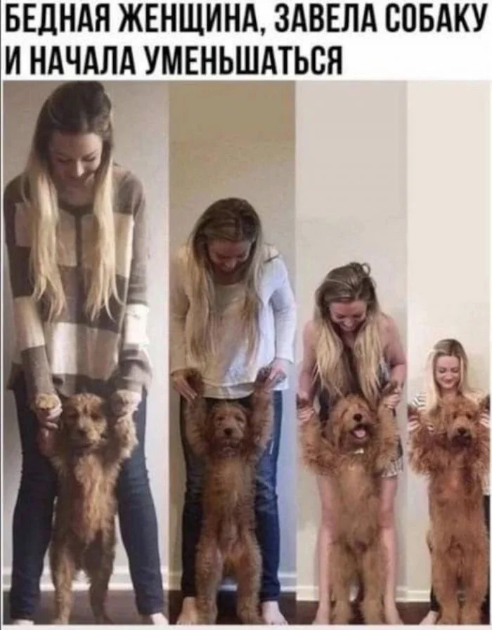 Тема о любви к собакам