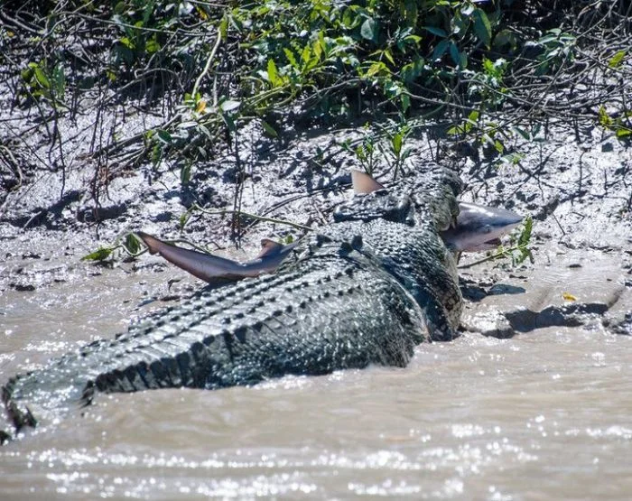 Беспощадная природа: неоспоримые доказательства её силы и неукротимости