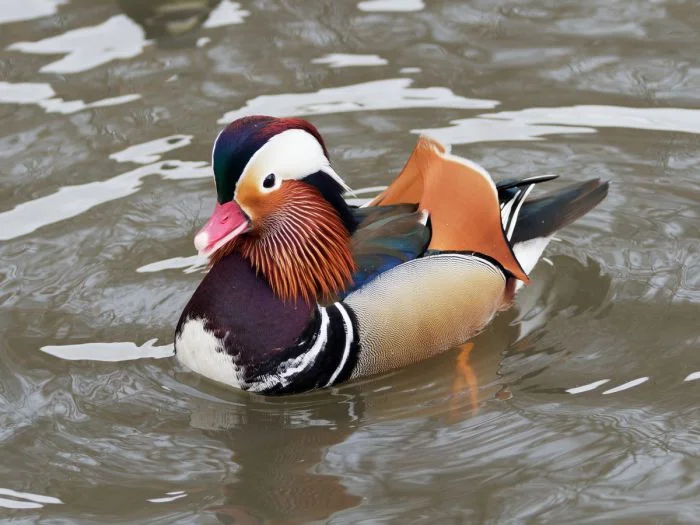 На общую тему