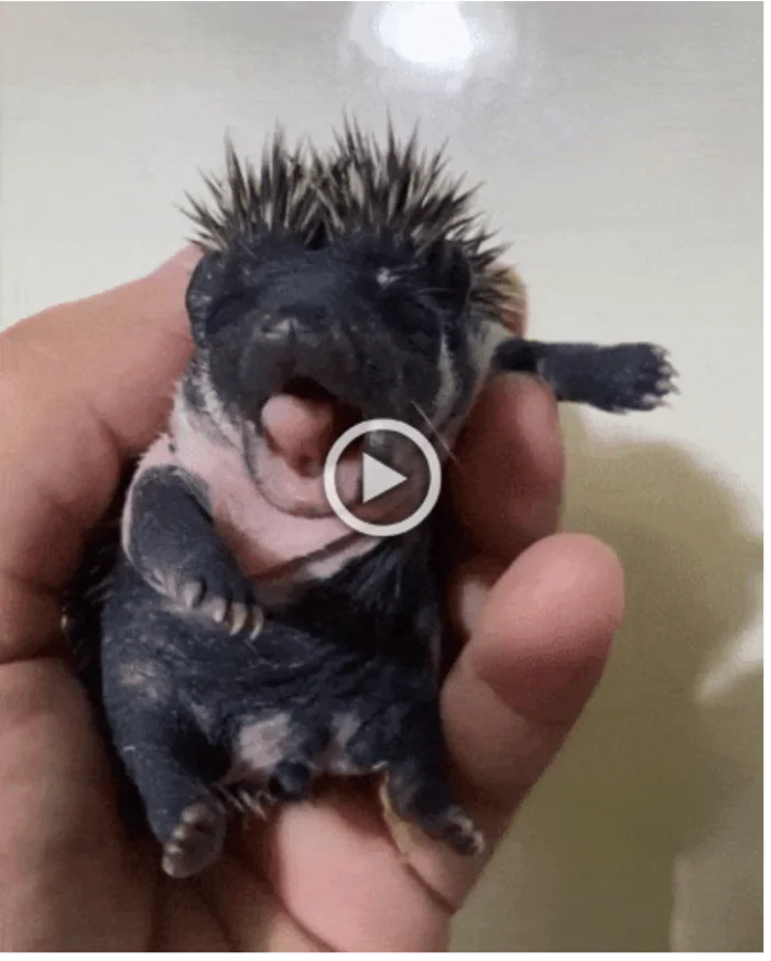 Просто гифки