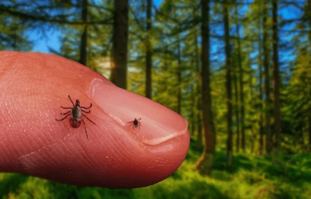 Тайная история: Клещи на Урале и в Сибири - последствия секретного эксперимента 1972 года