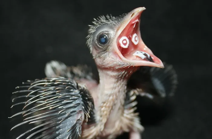 Удивительные возможности рта кукушек