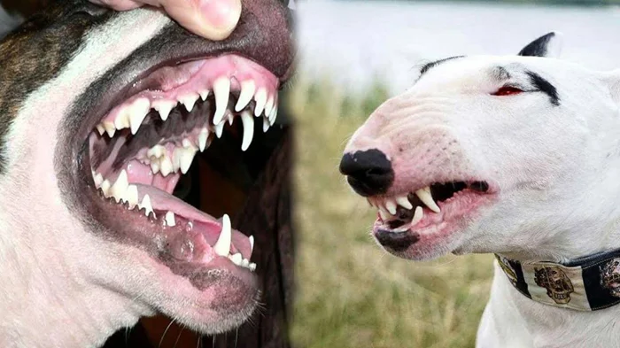 Порода бультерьеров: от маньяков-убийц до самых дружелюбных собак