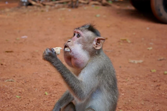 Загадки хомячьего рта: что скрывается за 'бездонными сумками' в его щеках