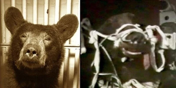 Катапульта: медведь тестировщик