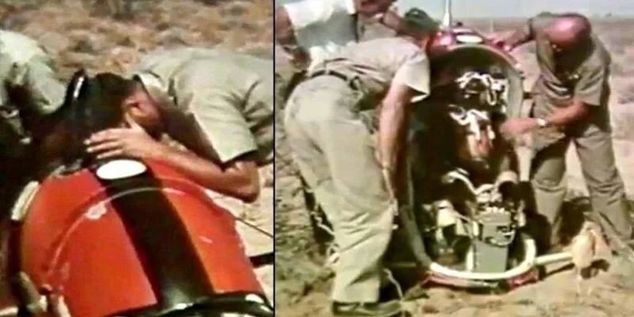 Катапульта: медведь тестировщик