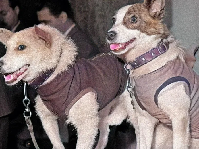 Верные помощники: история собак в космосе времен СССР