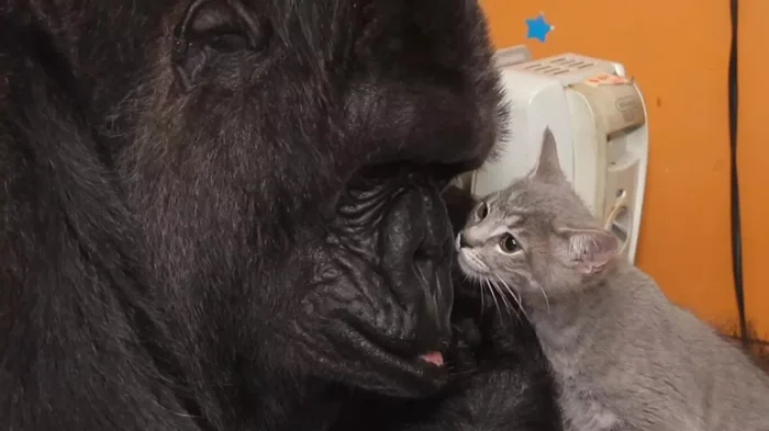 Друзья у друзей: существуют ли у животных свои домашние питомцы?