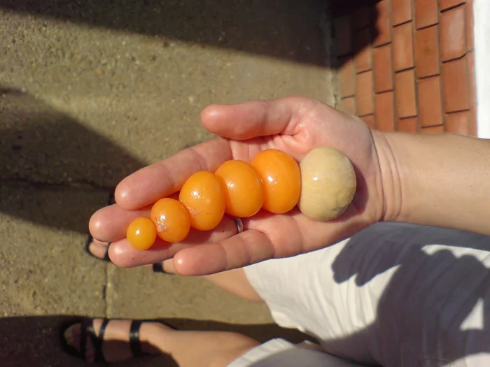 Тайны яиц из магазина: разгадка «куриных критических дней»