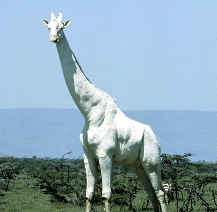 Тайна высоты: как сердце жирафа справляется с невероятным давлением