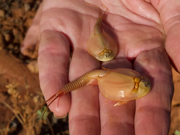 Таинственные существа: история щитня, которые проводят десятилетия в сне