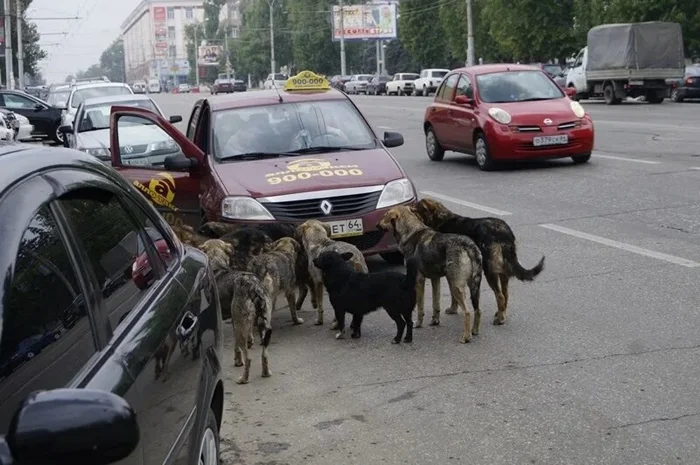 Собачья свадьба - что это такое?