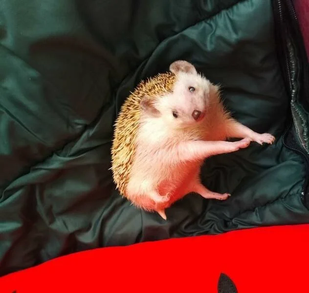 Намешалось